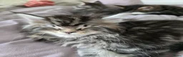 Maine Coon cats for sale: Maine coon kittens - Advert 40