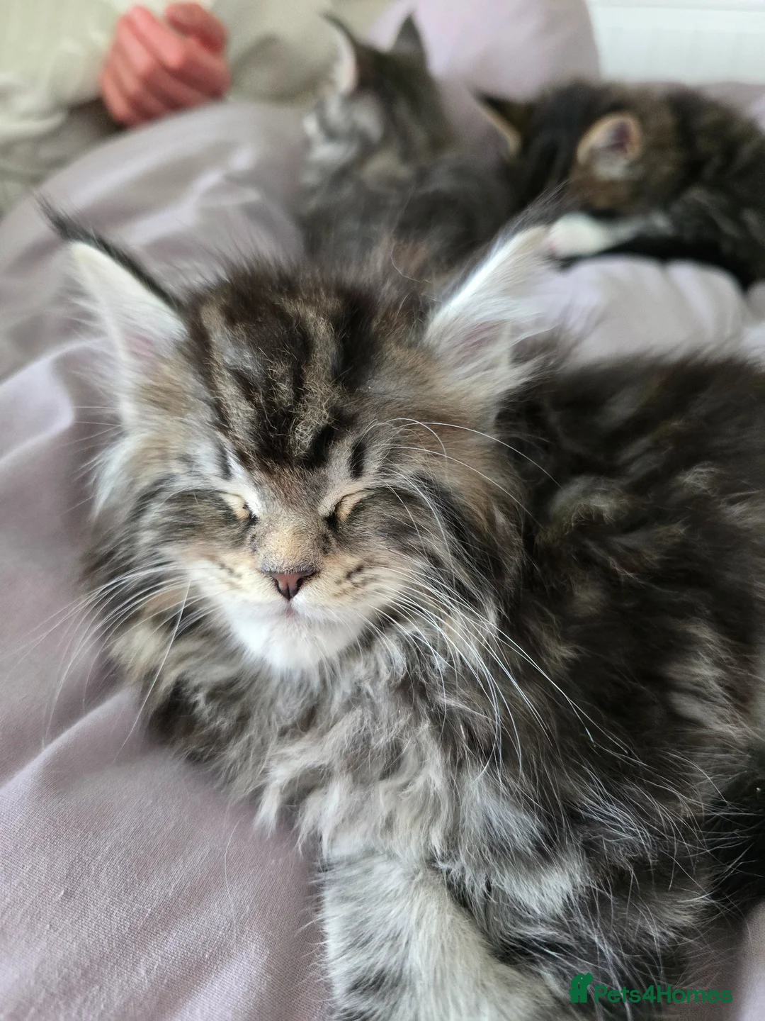 Maine Coon cats for sale: Maine coon kittens - Advert 40