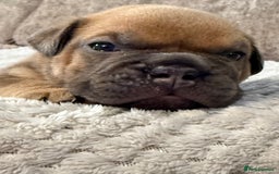 English Bulldog dogs for sale: English Bulldog puppies for sale KC registered  - Image 13