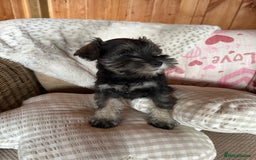 Miniature Schnauzer dogs for sale: Ready Now! miniature schnauzer puppies  - Image 12