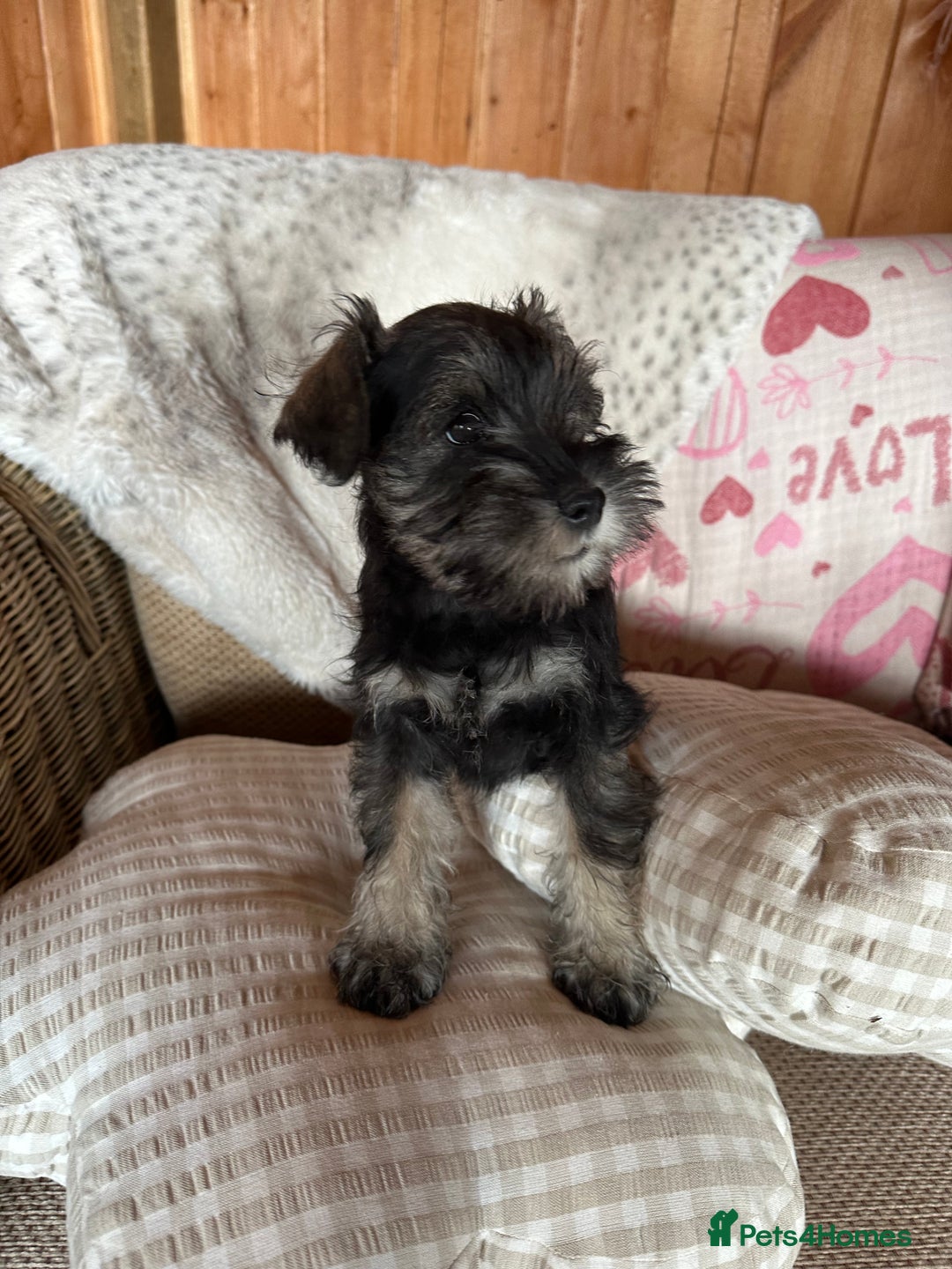 Miniature Schnauzer dogs for sale: Ready Now! miniature schnauzer puppies  - Image 12