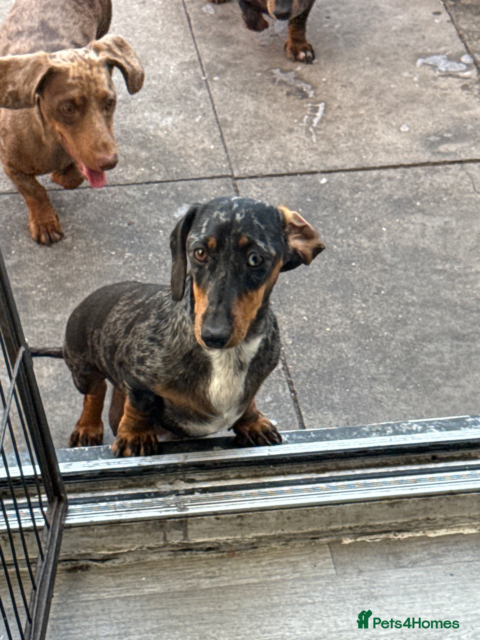 Miniature Dachshund dogs Miniature dachshunds  - Advert 1