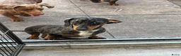 Miniature Dachshund dogs for sale: Miniature dachshunds  - Advert 1