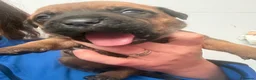 Mixed Breed dogs for sale: Cane corso cross pups for sale  in Airdrie - Advert 21