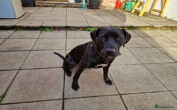 Mixed Breed dogs for sale: Labrador x terriers x lurchers x  - Image 5