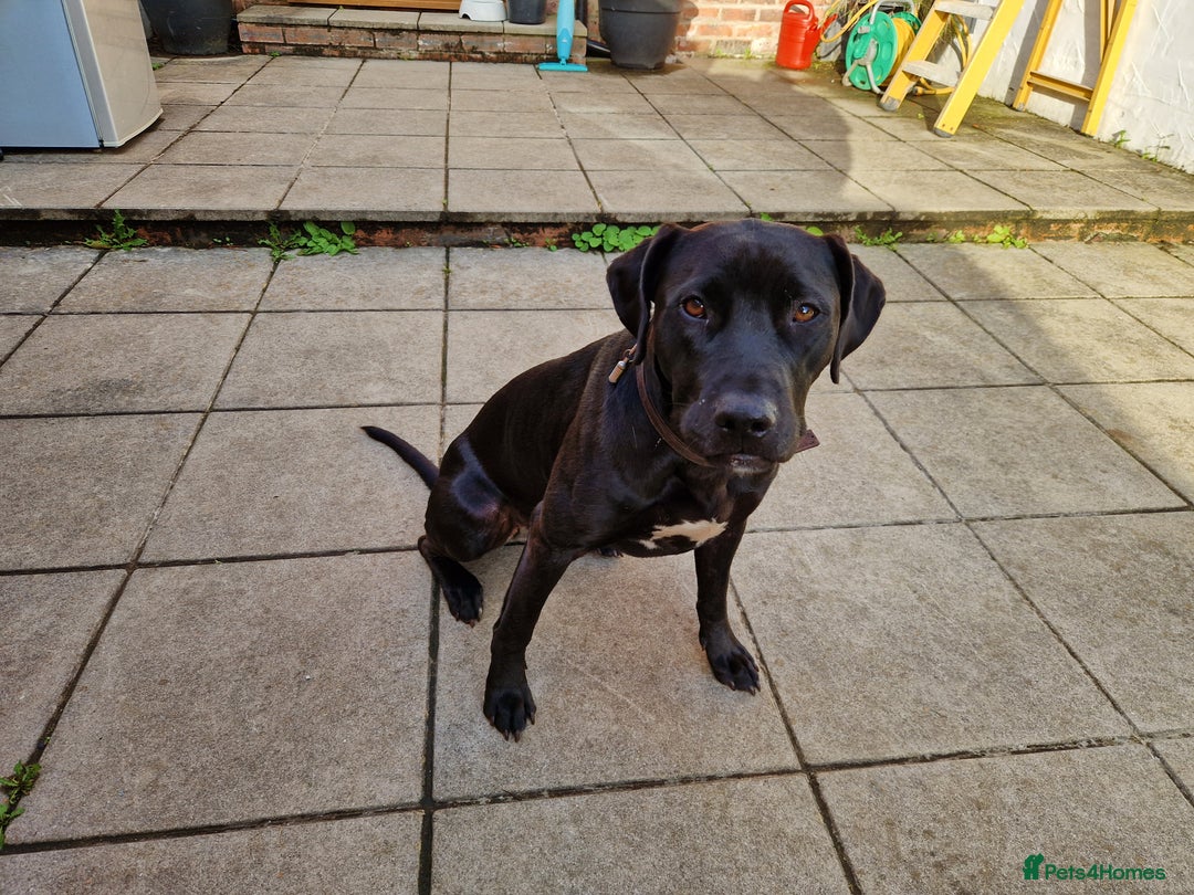 Mixed Breed dogs for sale: Labrador x terriers x lurchers x  - Image 5