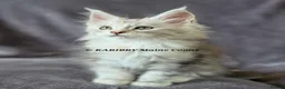 Maine Coon cats for sale: RARE Red Shaded, XL large TICA registerd  - Advert 12