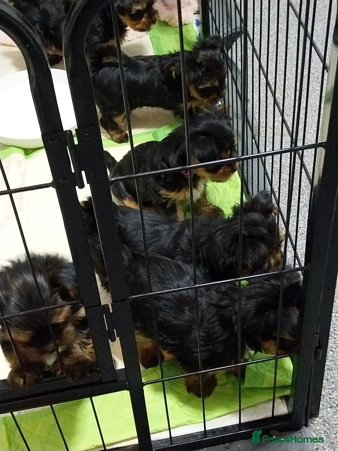Yorkshire Terrier dogs for sale: Miniature Yorkshire Terrier Puppies  - Advert 23