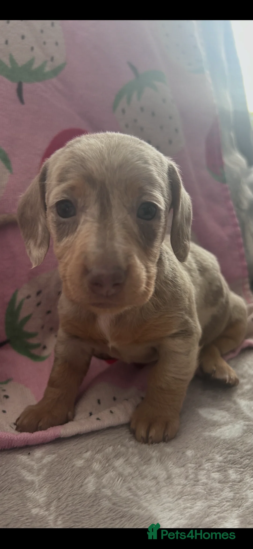 Miniature Dachshund dogs for sale: Miniature dachshunds 🩷🩵 - Advert 2