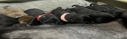 Labrador Retriever dogs for sale: Labrador puppies looking for a loving home ♥️ in Harrogate - Advert 5