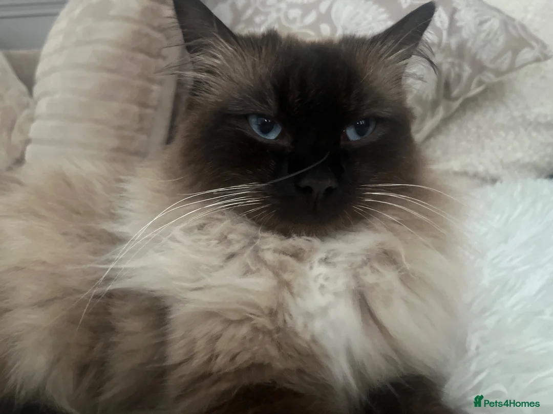 Ragdoll cats for sale: Ragdoll girl  - Advert 2