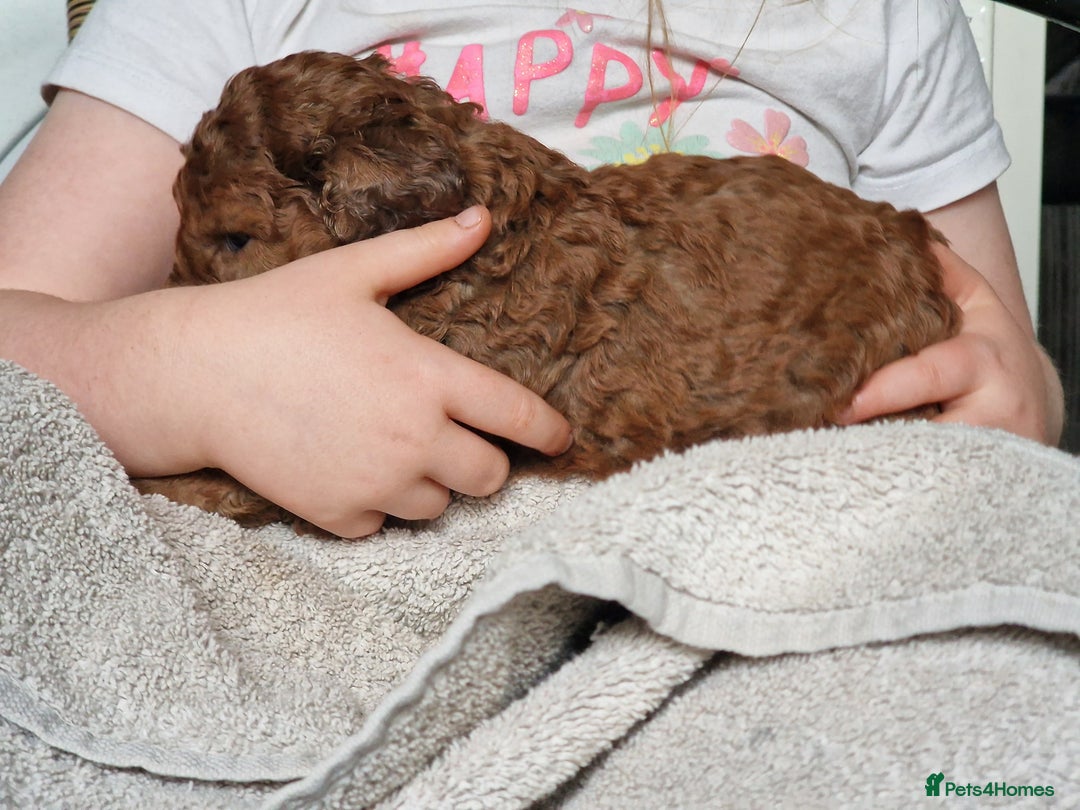 Cockapoo dogs for sale: red sable merle boy left 💜 - Image 25
