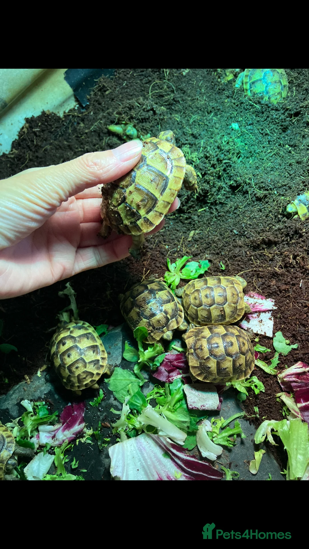 Tortoise reptiles for sale: Tortoise Hatchings  Mediterranean spur thigh - Advert 1