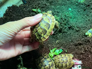 Tortoise reptiles Tortoise Hatchings Mediterranean spur thigh - Advert 2