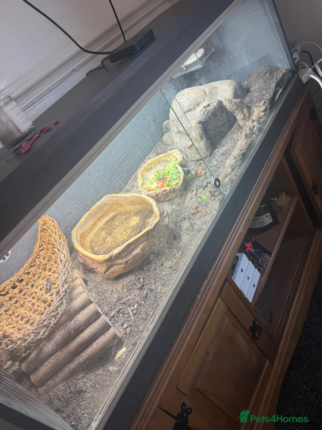 Bearded Dragon reptiles for sale: Female bearded dragon  in Cleckheaton - Advert 2