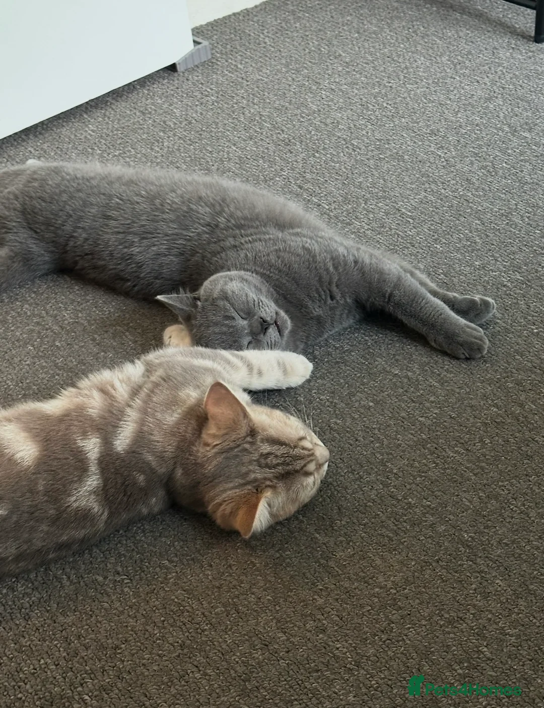 British Shorthair cats for sale: Bonded pair looking for a new home - Advert 10