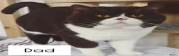 British Shorthair cats for sale: 🏆 GCCF Registered BSH Cinnamon Tortie Girl in Aldershot - Advert 4