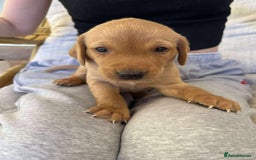 Labrador Retriever dogs for sale: Kc Registered Red Labradors - Image 6