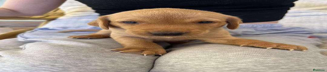 Labrador Retriever Puppy 2