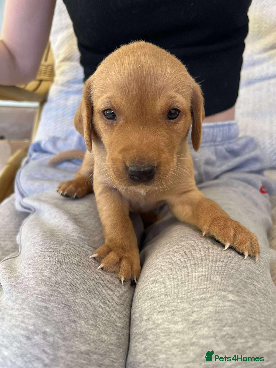Labrador Retriever dogs for sale: Kc Registered Red Labradors - Image 6