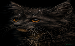 Maine Coon cats for sale: STUNNING MAINE COON BABIES READY NOW  - Image 4