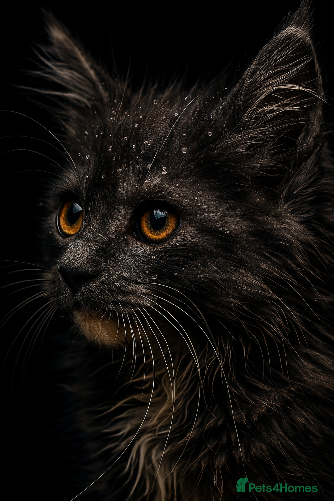 Maine Coon cats for sale: STUNNING MAINE COON BABIES READY NOW  - Image 4