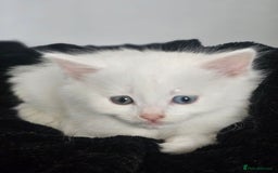 Turkish Angora cats for sale: Turkish Angora kittens - Image 8