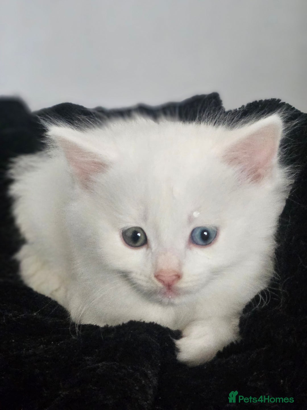 Turkish Angora cats for sale: Turkish Angora kittens - Image 8