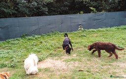Mixed Breed dogs for adoption: An Adorable Labrador cross Boy - for a Loving Home - Image 12