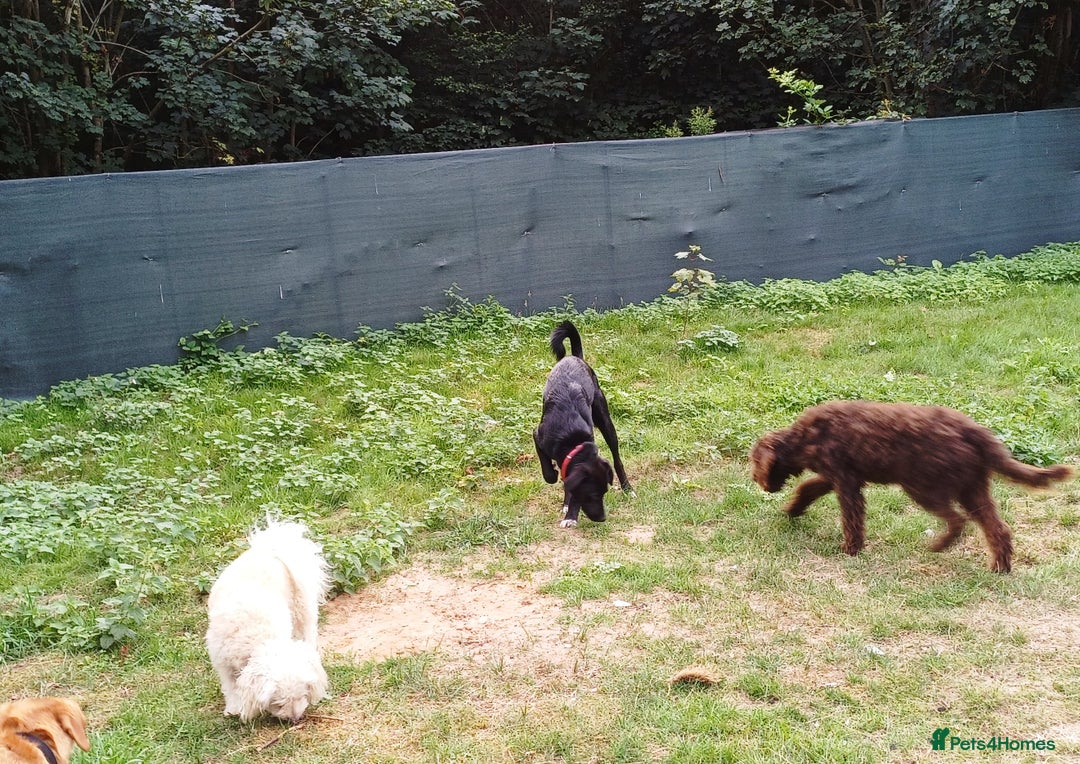 Mixed Breed dogs for adoption: An Adorable Labrador cross Boy - for a Loving Home - Image 12