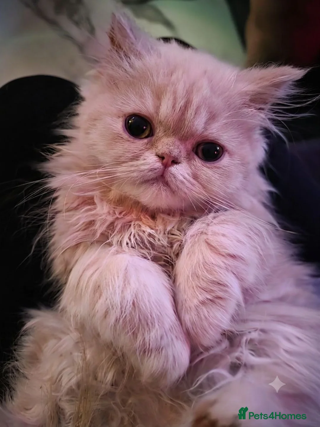 Persian cats for sale: Beautiful flat faced persian kitten  - Advert 2