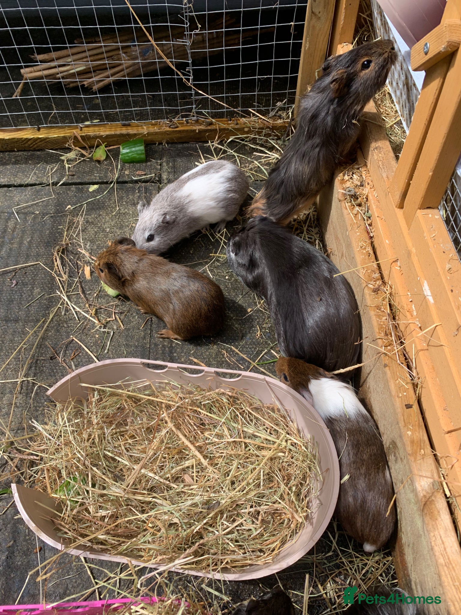Guinea Pig rodents 7 male guinea pigs available  - Advert 3