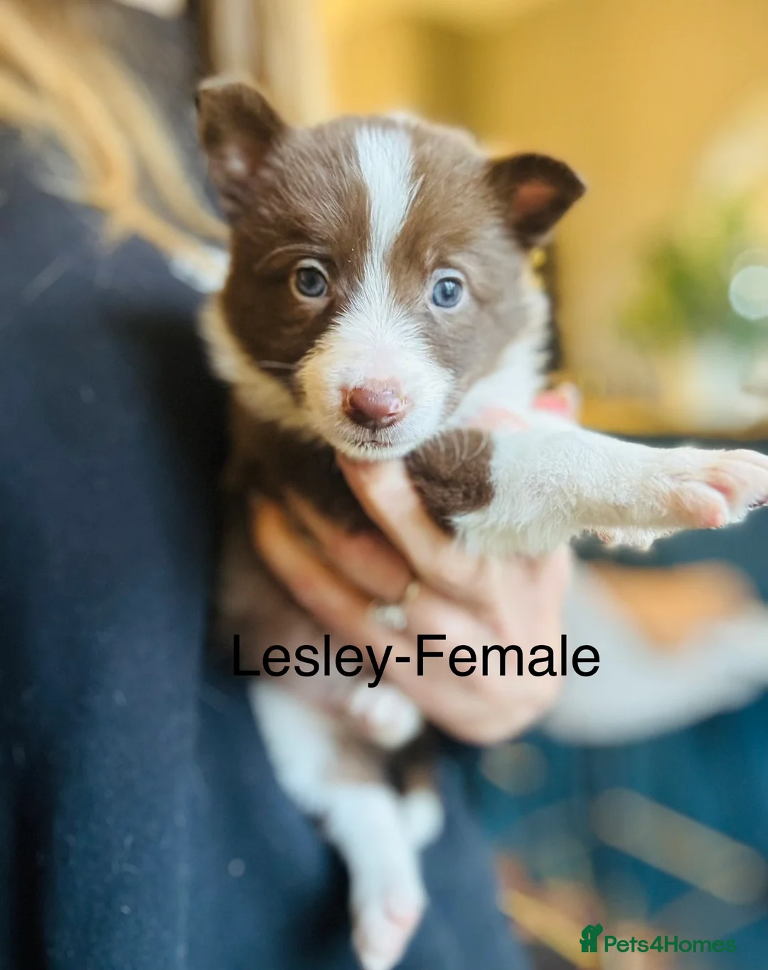 Border Collie dogs for sale: Pure Bred Border Collie Puppies For Sale - Advert 15