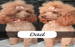 Toy Poodle dogs for sale: Toy poodles  - Image 18