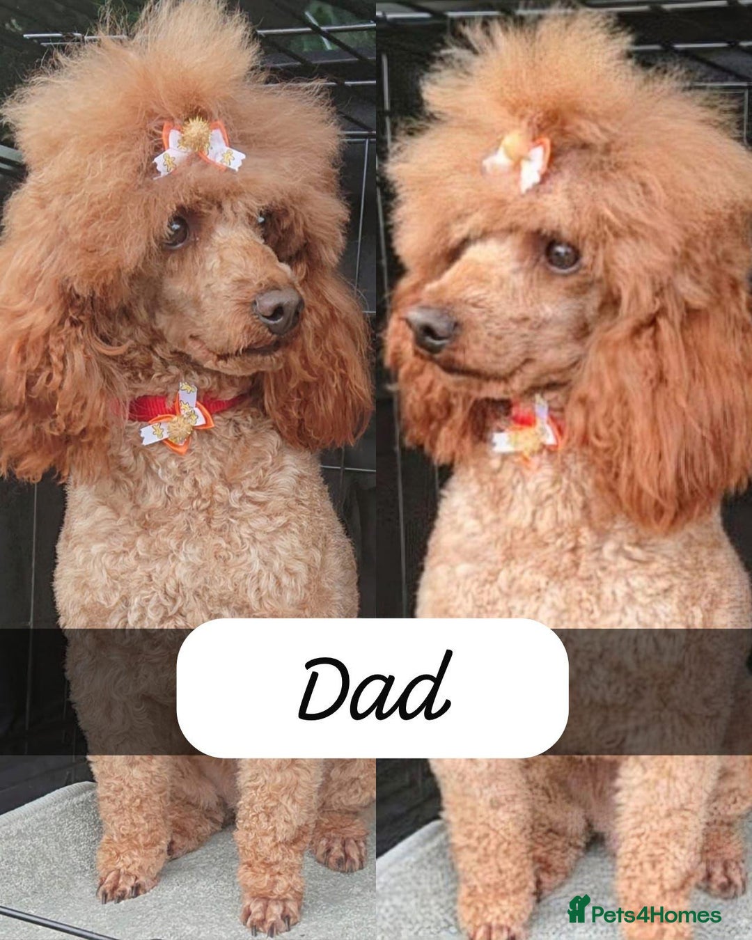 Toy Poodle dogs for sale: Toy poodles  - Image 18
