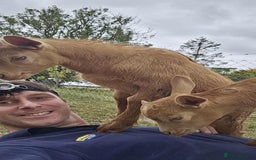 Goats livestock for sale: Royal Golden Guernsey Billy kid - Image 3