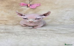 Dwelf cats for sale: Dwelf Sphynx girl bominant odd eyes  - Image 6