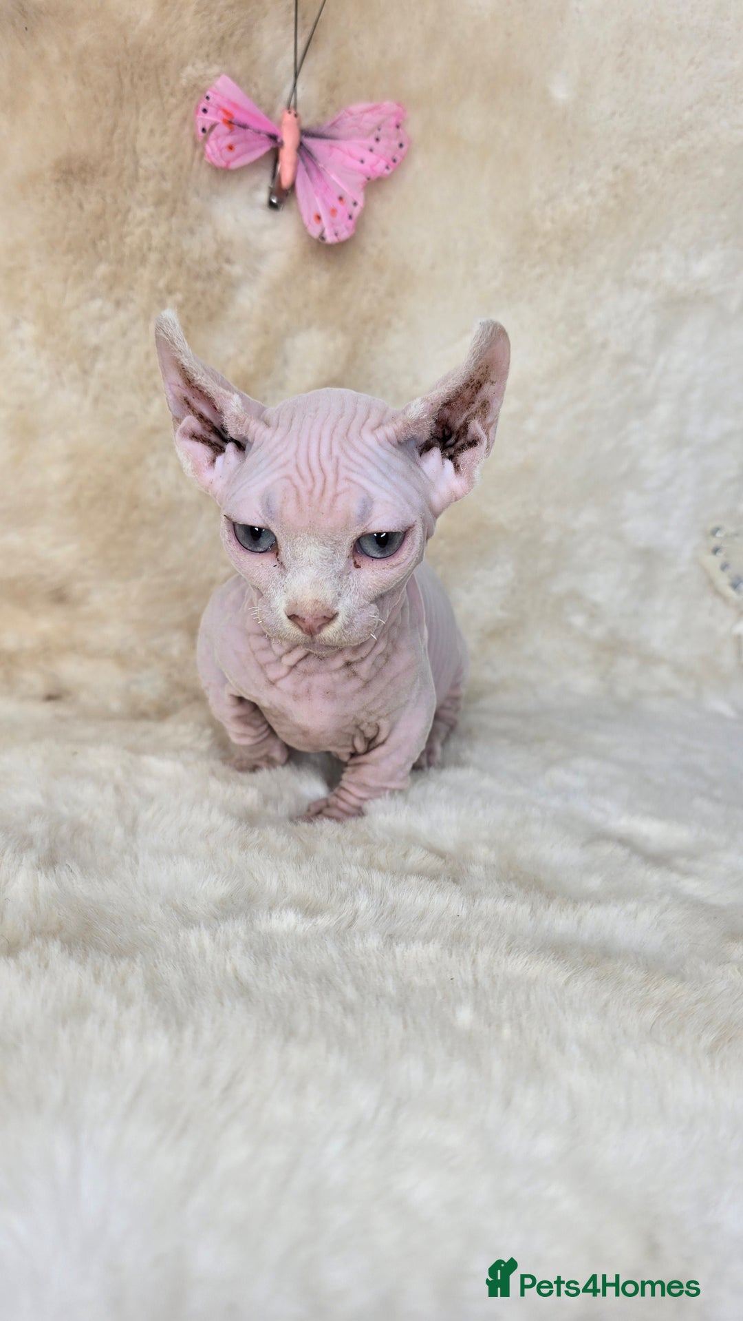 Dwelf cats for sale: Dwelf Sphynx girl bominant odd eyes  - Image 6