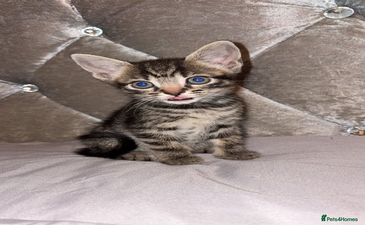 Mixed Breed cats - Advert 9