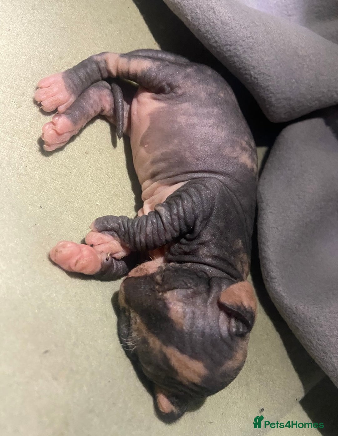 Sphynx cats for sale: 3 adorable Sphynx looking for their forever home  - Image 16