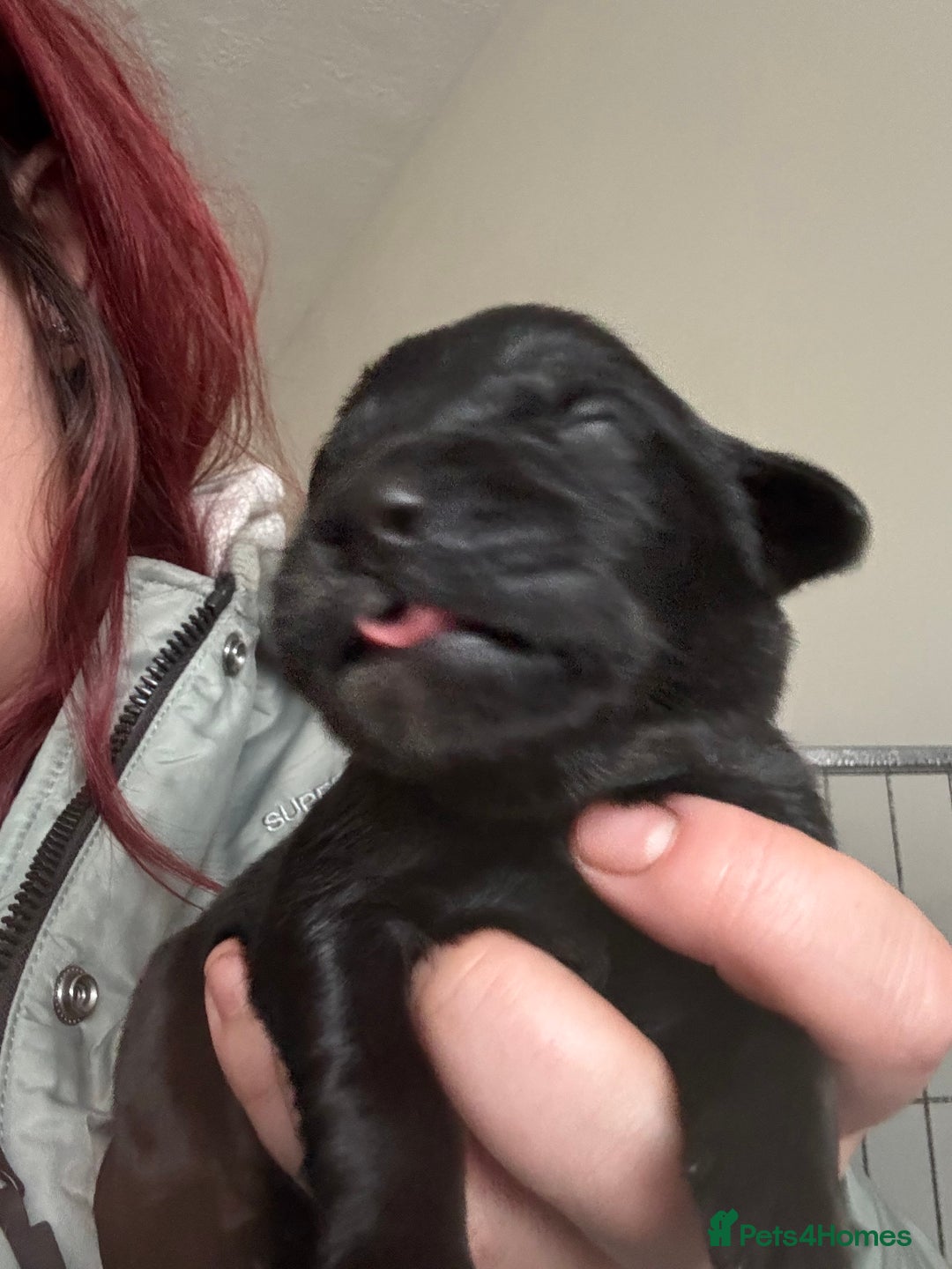 Mixed Breed dogs for sale: Stunning lab/rottie x golden retriever puppies e - Advert 4