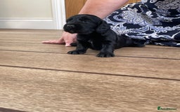 Cocker Spaniel dogs for sale: KC Reg Working Cocker Spaniel Pup - Image 4