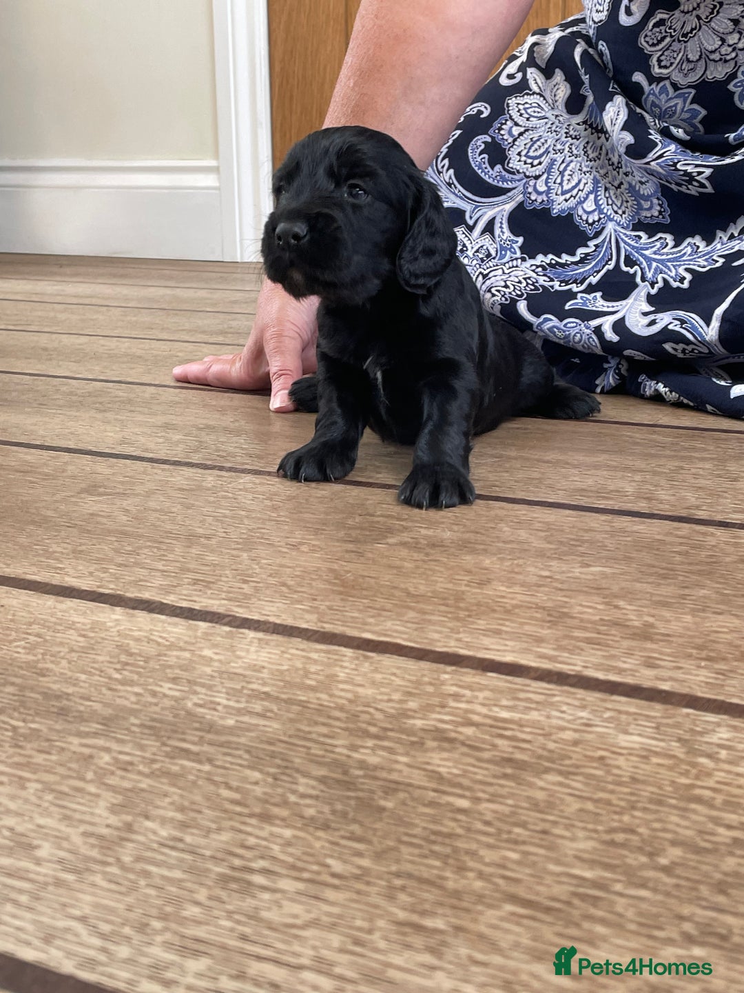 Cocker Spaniel dogs for sale: KC Reg Working Cocker Spaniel Pup - Image 4
