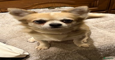 Chihuahua dogs - Advert 11