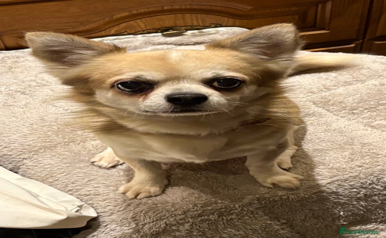 Chihuahua dogs - Advert 1