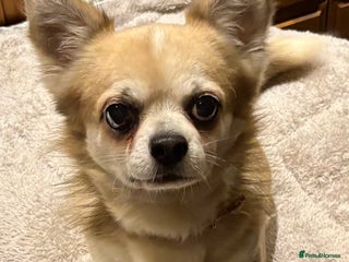 Chihuahua dogs Loyal and loving Chihuahua's for sale - Advert 4