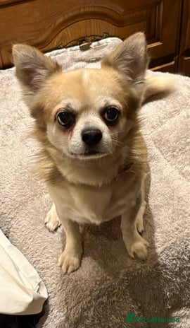 Chihuahua dogs - Advert 1