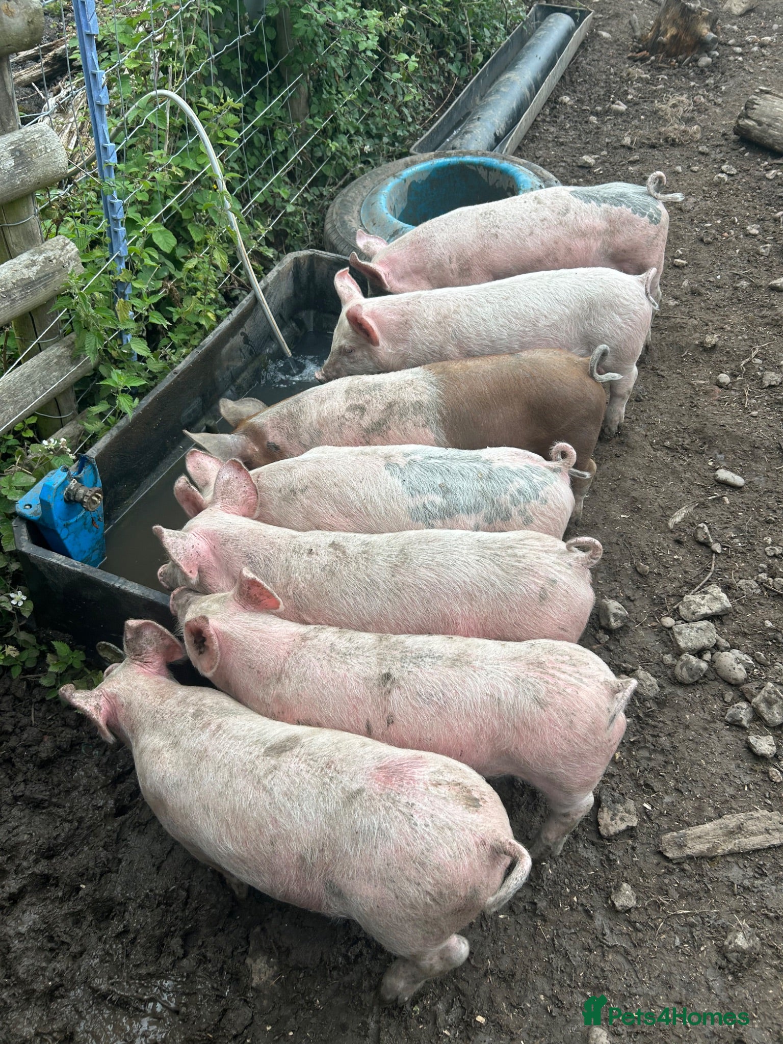 Pig livestock Large White Cross Weaners - Advert 7