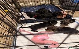 Miniature Dachshund dogs for sale: Ready Now! Smooth coat 1 boy 1 girl - Image 16