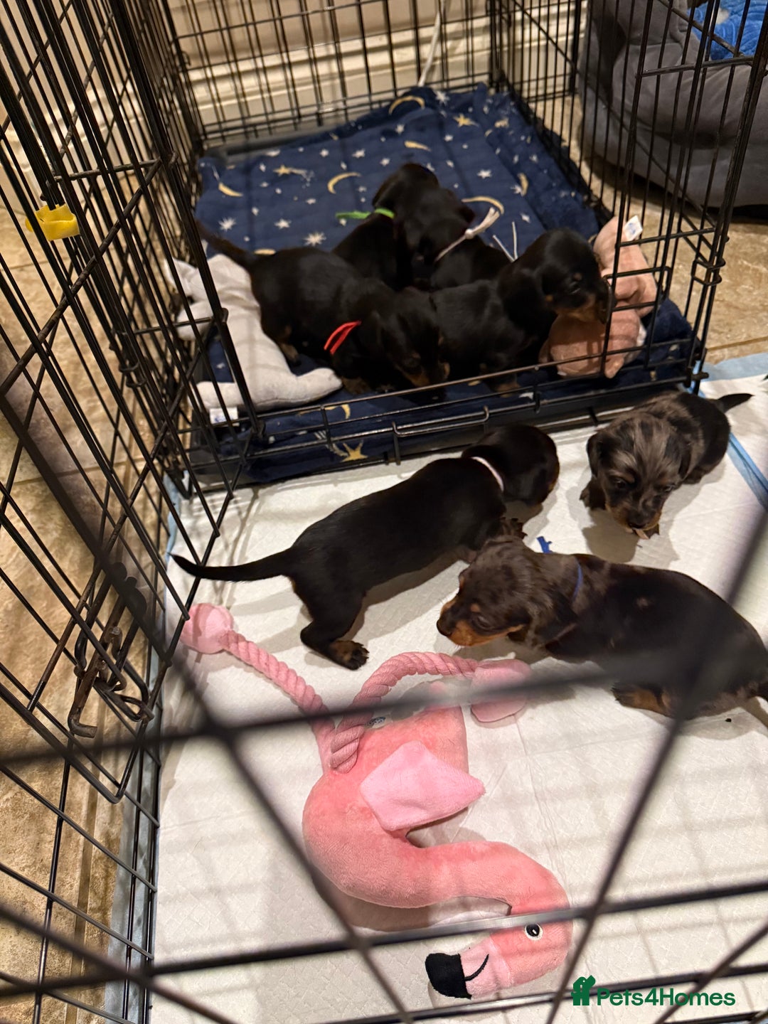 Miniature Dachshund dogs for sale: Ready Now! Smooth coat 1 boy 1 girl - Image 16